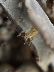 Microlarinus lareynii