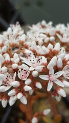 Sedum