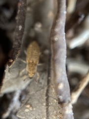 Microlarinus lareynii