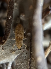 Microlarinus lareynii