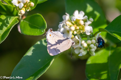 Allosmaitia strophius