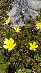 Ranunculus gracilipes