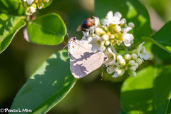 Allosmaitia strophius