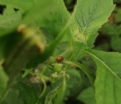 Hemisphaerius rufovarius