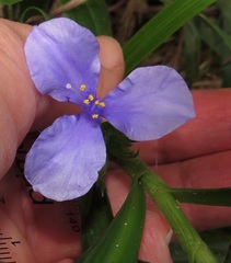 Coleotrype natalensis