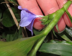 Coleotrype natalensis