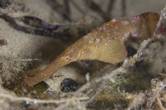 Syngnathoidei