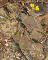 Camissonia pusilla