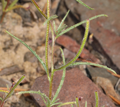 Camissonia pusilla