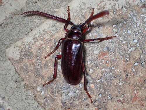 tilehorned prionus