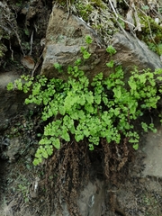 Adiantum excisum
