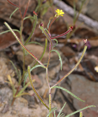 Camissonia pusilla