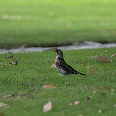 Turdus pilaris