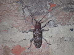 Monochamus titillator