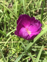 Callirhoe involucrata