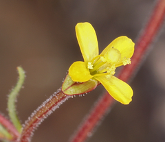 Camissonia pusilla