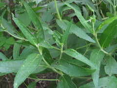 Aceria onychia