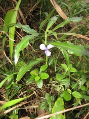 Coleotrype natalensis