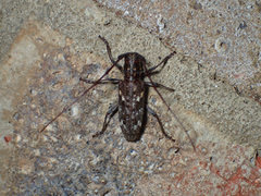 Monochamus carolinensis