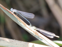 Platycnemis pennipes