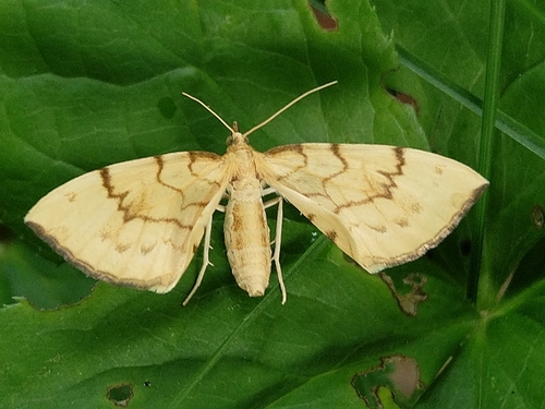 Piadivka marinková (Gandaritis pyraliata)