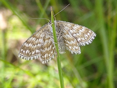 piadica kockovaná (Scopula immorata)