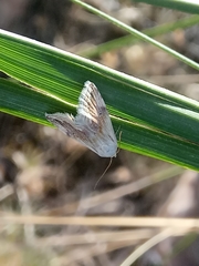 Eublemma ostrina
