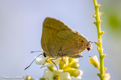 Allosmaitia strophius