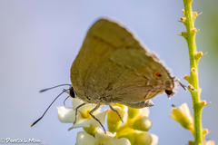 Allosmaitia strophius