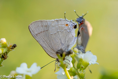 Allosmaitia strophius