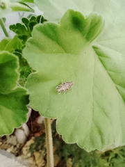 Cixiosoma bonaerense