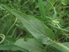 Aceria onychia