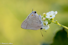 Allosmaitia strophius