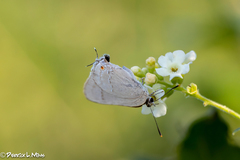 Allosmaitia strophius