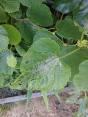 Choreutis nemorana