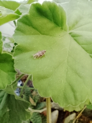 Cixiosoma bonaerense