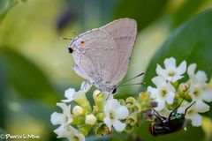 Allosmaitia strophius