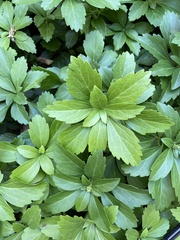 Pachysandra terminalis