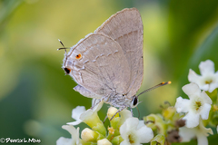 Allosmaitia strophius