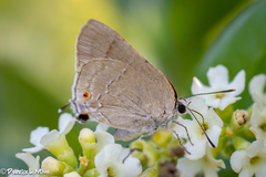 Allosmaitia strophius