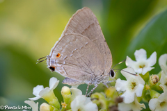 Allosmaitia strophius