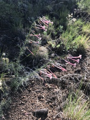 Ipomopsis aggregata candida