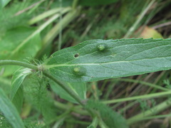 Aceria onychia