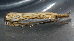 Crambus saltuellus