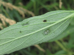 Aceria onychia