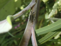 Agapanthia suturalis