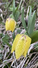Fritillaria collina