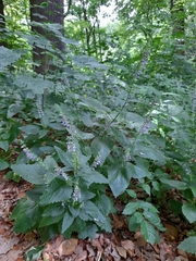 Scutellaria altissima