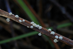 Resinomycena saccharifera