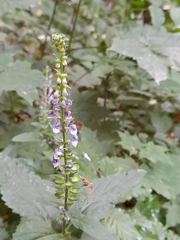 Scutellaria altissima